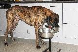 MANGER OU BOIRE (dog eat or drink)
